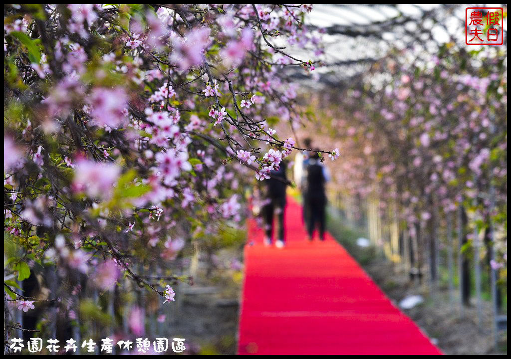 芬園花卉生產休憩園區．150公尺洲府枝垂櫻櫻花隧道浪漫登場 @假日農夫愛趴趴照