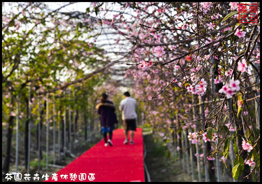 芬園花卉生產休憩園區．150公尺洲府枝垂櫻櫻花隧道浪漫登場 @假日農夫愛趴趴照