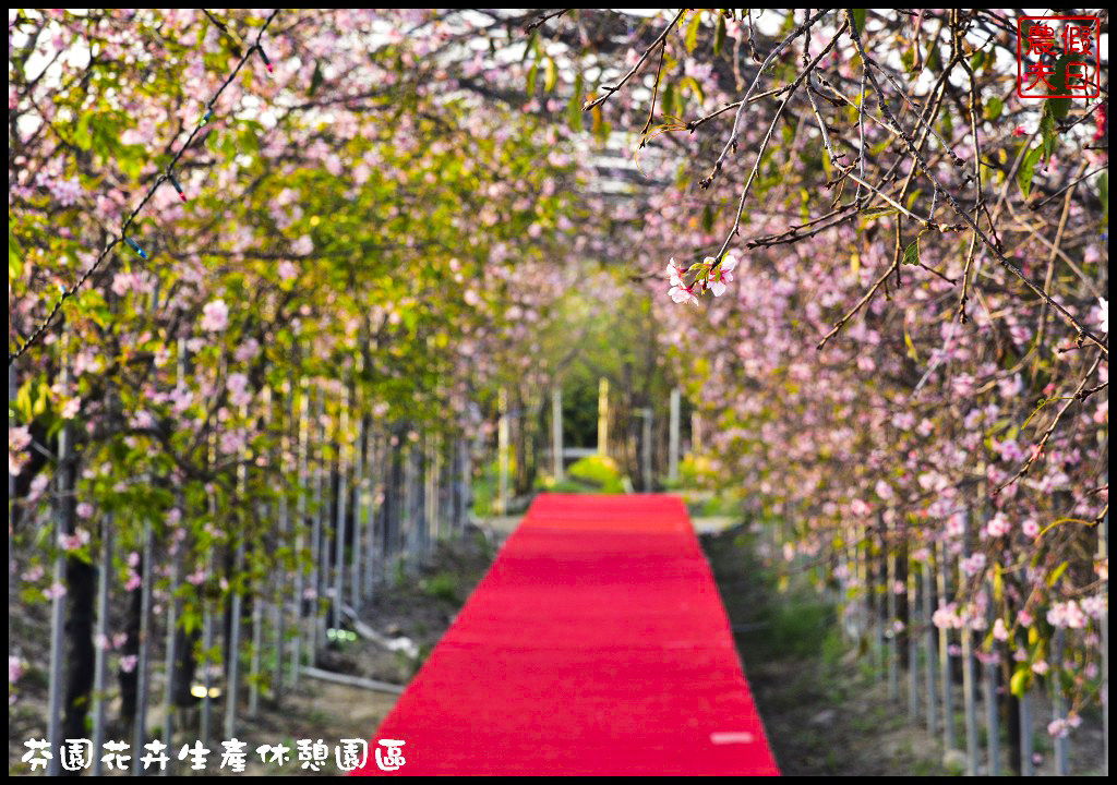 芬園花卉生產休憩園區．150公尺洲府枝垂櫻櫻花隧道浪漫登場 @假日農夫愛趴趴照