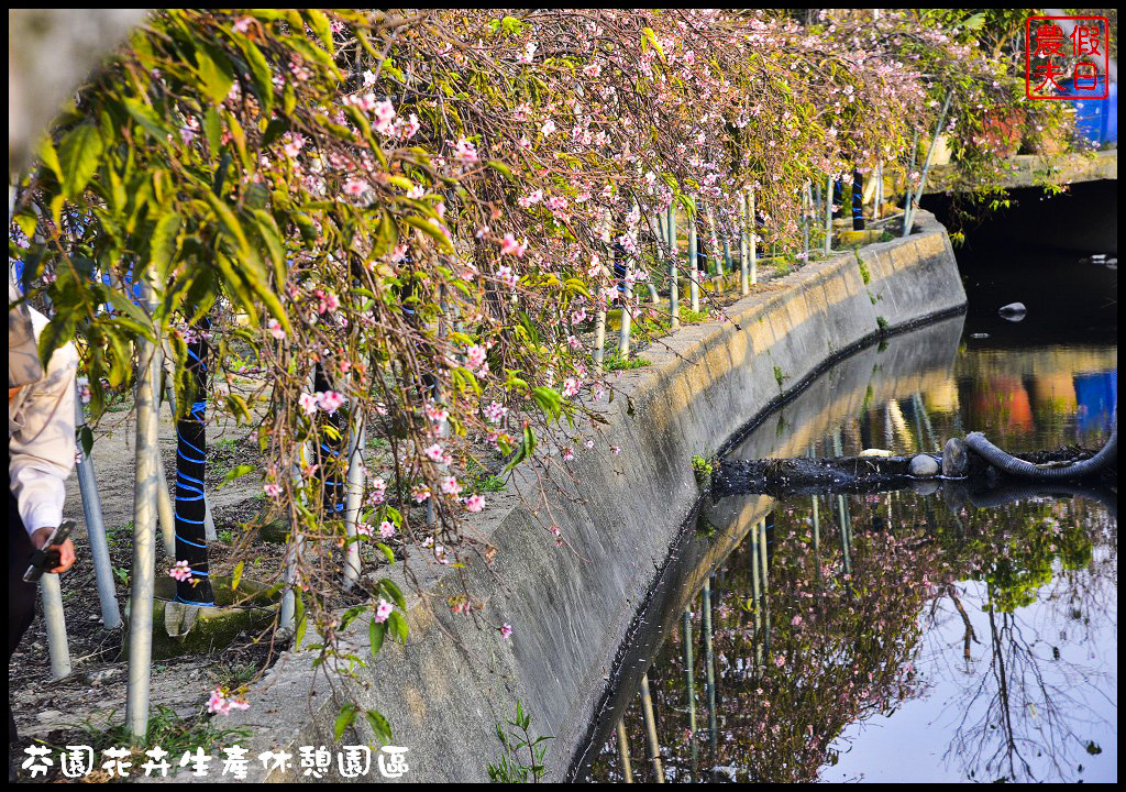 芬園花卉生產休憩園區．150公尺洲府枝垂櫻櫻花隧道浪漫登場 @假日農夫愛趴趴照