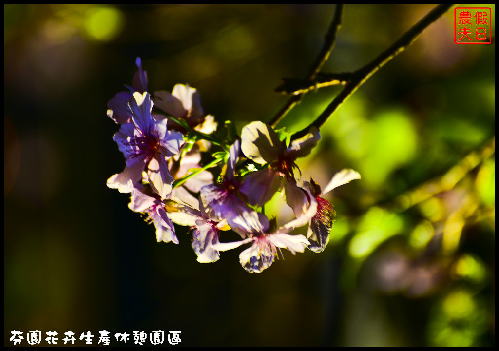 芬園花卉生產休憩園區．150公尺洲府枝垂櫻櫻花隧道浪漫登場 @假日農夫愛趴趴照