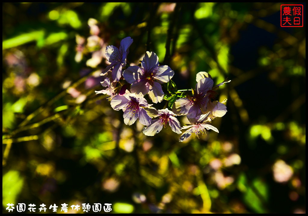 芬園花卉生產休憩園區．150公尺洲府枝垂櫻櫻花隧道浪漫登場 @假日農夫愛趴趴照