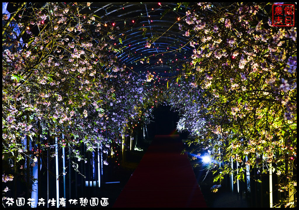 芬園花卉生產休憩園區．150公尺洲府枝垂櫻櫻花隧道浪漫登場 @假日農夫愛趴趴照