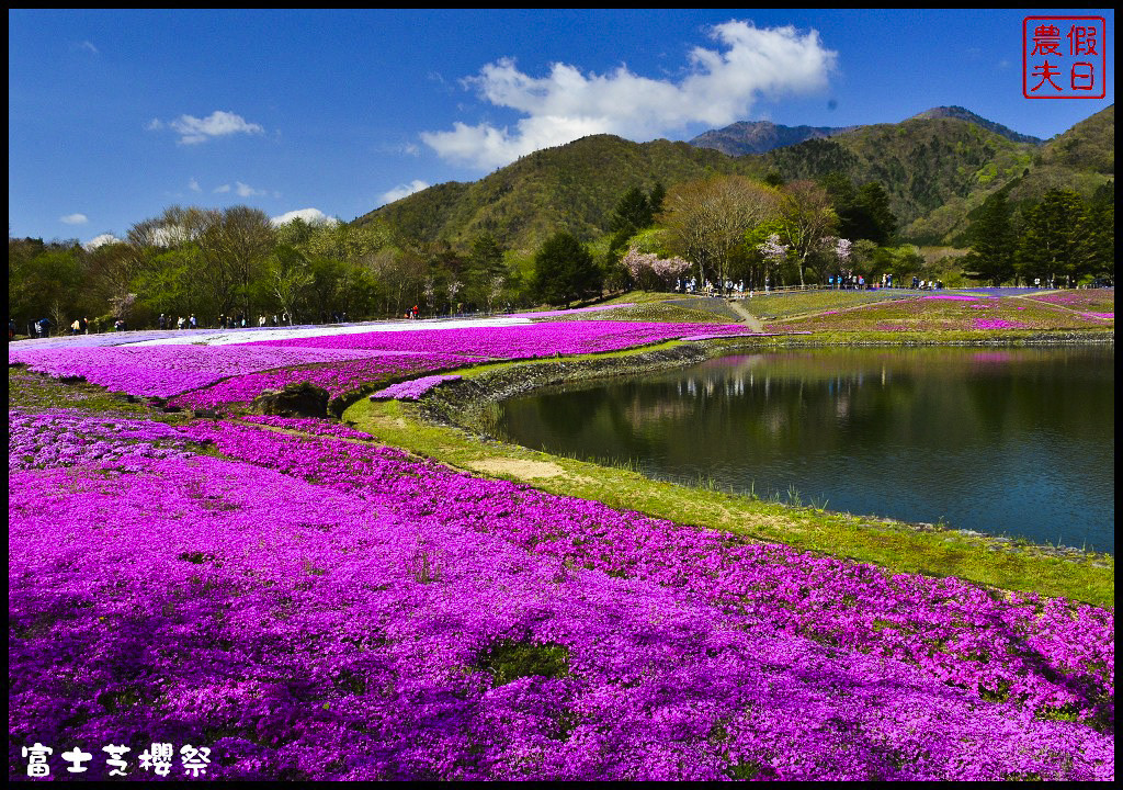 【日本旅遊】富士芝櫻祭．80萬株芝櫻好美好壯觀/行程規劃/花期花況/門票票價交通全攻略/一日遊 @假日農夫愛趴趴照