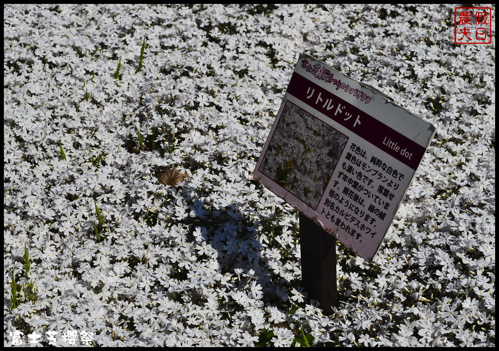 【日本旅遊】富士芝櫻祭．80萬株芝櫻好美好壯觀/行程規劃/花期花況/門票票價交通全攻略/一日遊 @假日農夫愛趴趴照