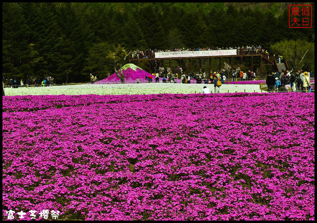 【日本旅遊】富士芝櫻祭．80萬株芝櫻好美好壯觀/行程規劃/花期花況/門票票價交通全攻略/一日遊 @假日農夫愛趴趴照