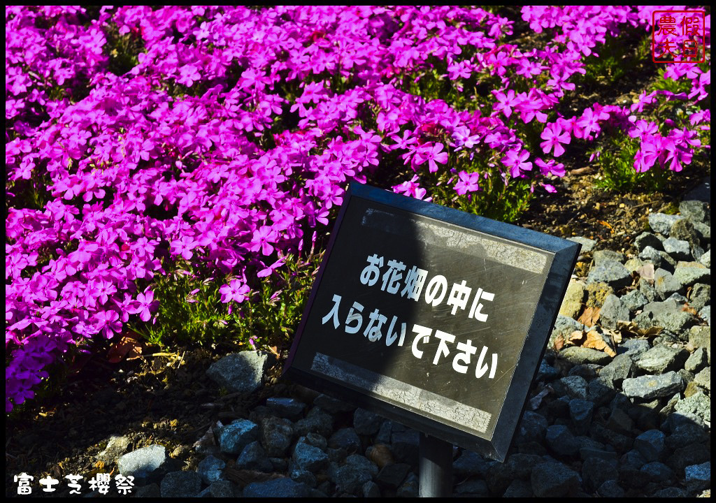 【日本旅遊】富士芝櫻祭．80萬株芝櫻好美好壯觀/行程規劃/花期花況/門票票價交通全攻略/一日遊 @假日農夫愛趴趴照