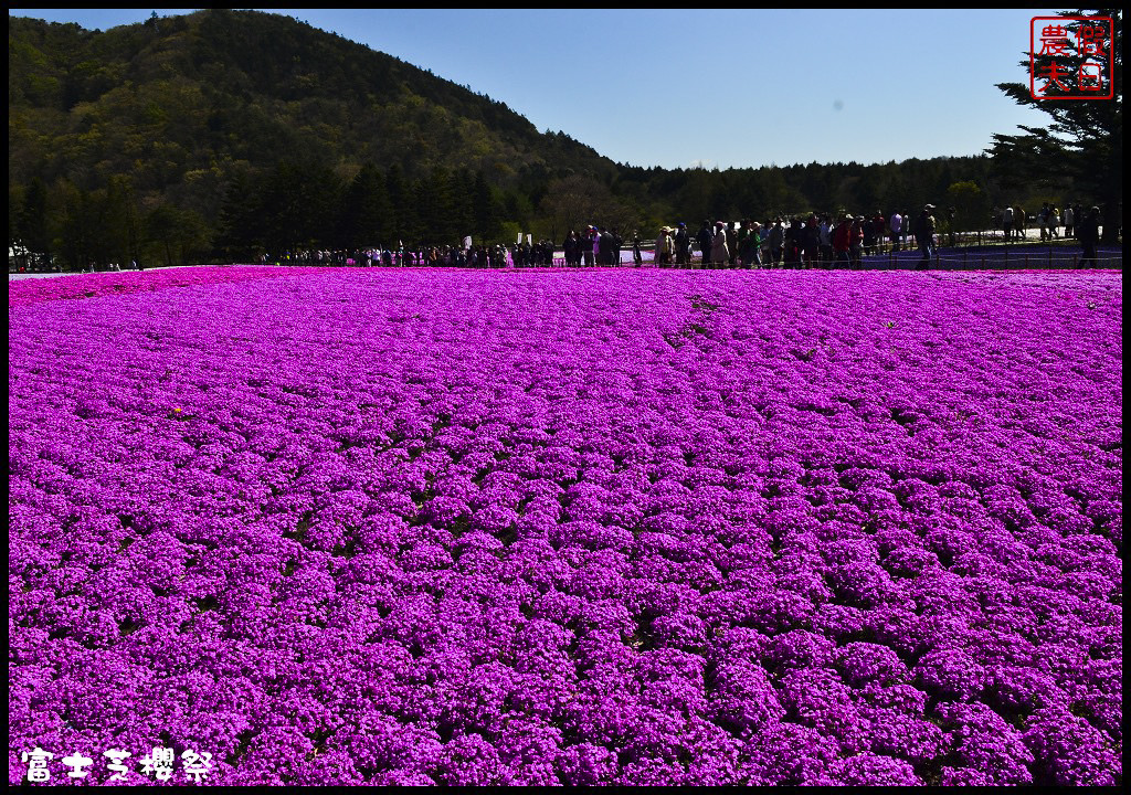 【日本旅遊】富士芝櫻祭．80萬株芝櫻好美好壯觀/行程規劃/花期花況/門票票價交通全攻略/一日遊 @假日農夫愛趴趴照