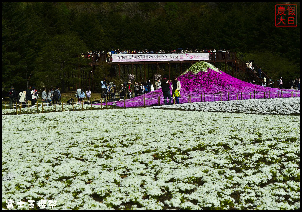 【日本旅遊】富士芝櫻祭．80萬株芝櫻好美好壯觀/行程規劃/花期花況/門票票價交通全攻略/一日遊 @假日農夫愛趴趴照