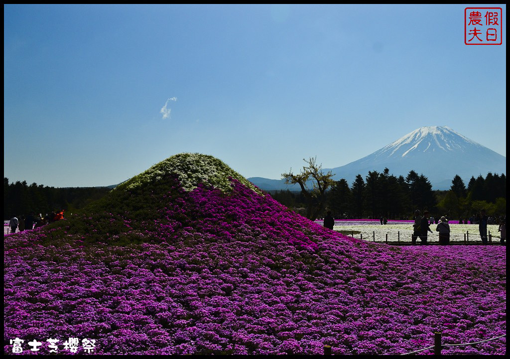 【日本旅遊】富士芝櫻祭．80萬株芝櫻好美好壯觀/行程規劃/花期花況/門票票價交通全攻略/一日遊 @假日農夫愛趴趴照