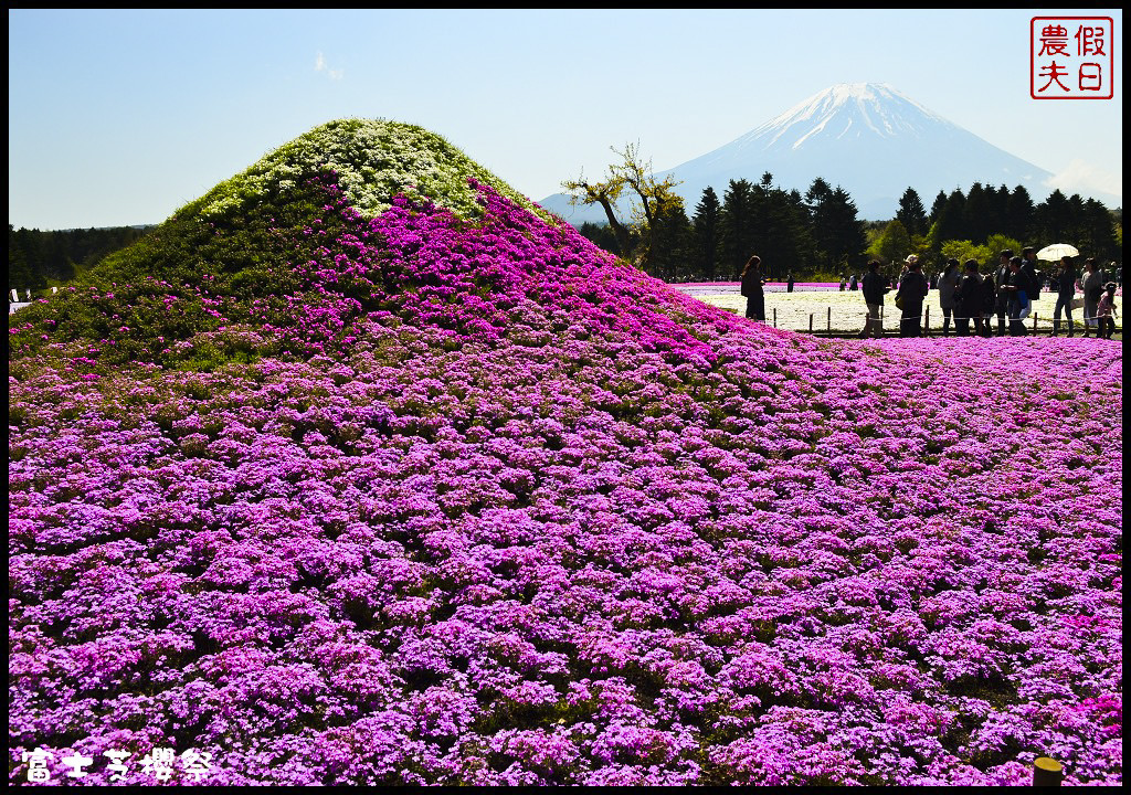 【日本旅遊】富士芝櫻祭．80萬株芝櫻好美好壯觀/行程規劃/花期花況/門票票價交通全攻略/一日遊 @假日農夫愛趴趴照