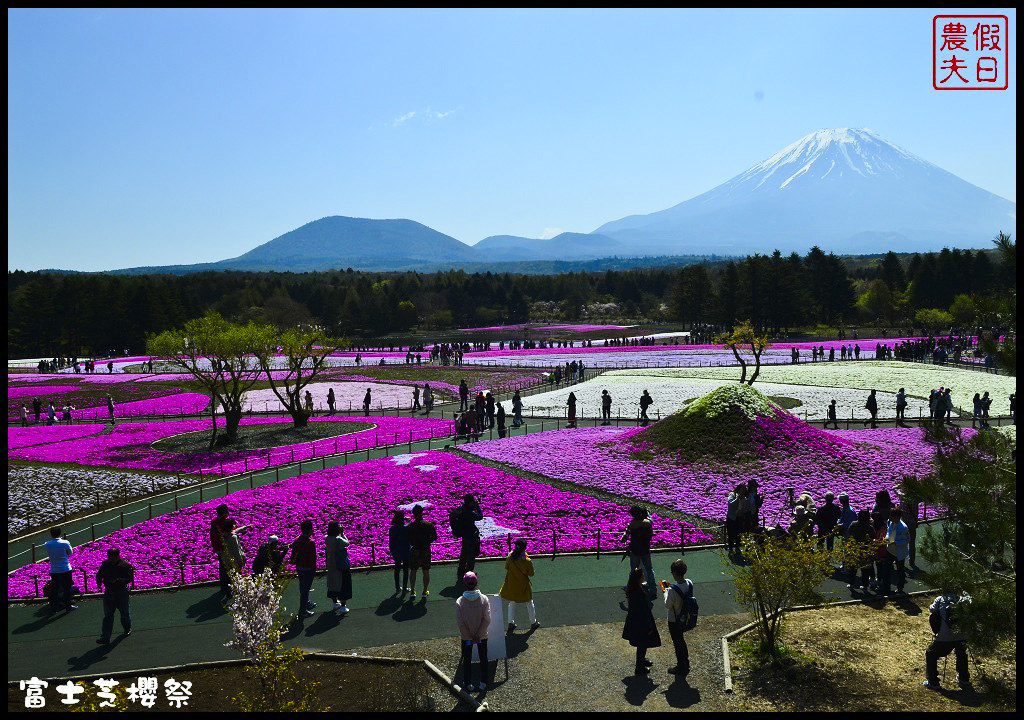 【日本旅遊】富士芝櫻祭．80萬株芝櫻好美好壯觀/行程規劃/花期花況/門票票價交通全攻略/一日遊 @假日農夫愛趴趴照