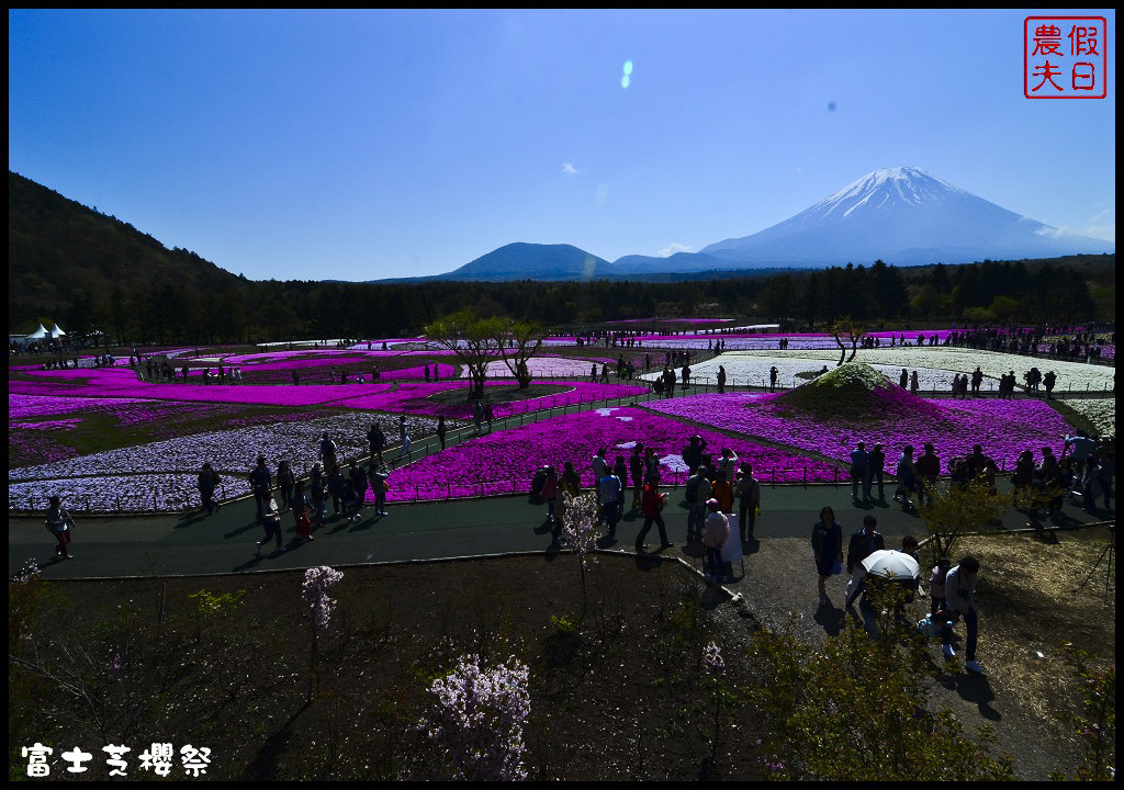 【日本旅遊】富士芝櫻祭．80萬株芝櫻好美好壯觀/行程規劃/花期花況/門票票價交通全攻略/一日遊 @假日農夫愛趴趴照