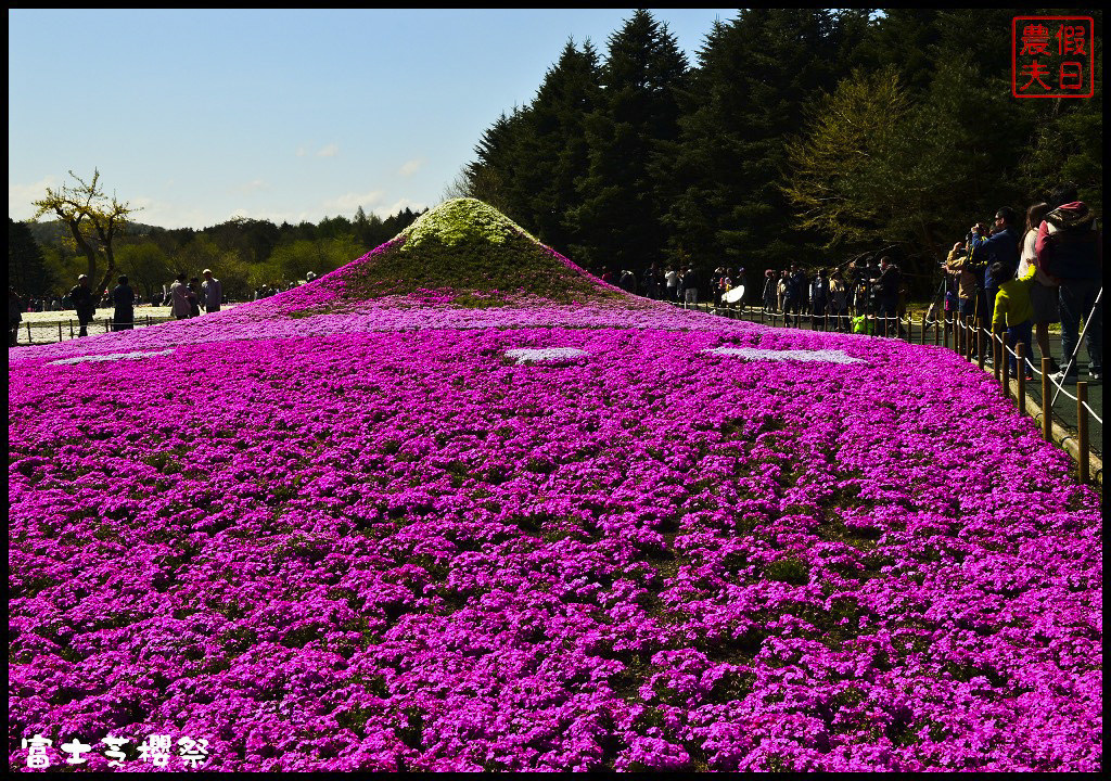 【日本旅遊】富士芝櫻祭．80萬株芝櫻好美好壯觀/行程規劃/花期花況/門票票價交通全攻略/一日遊 @假日農夫愛趴趴照