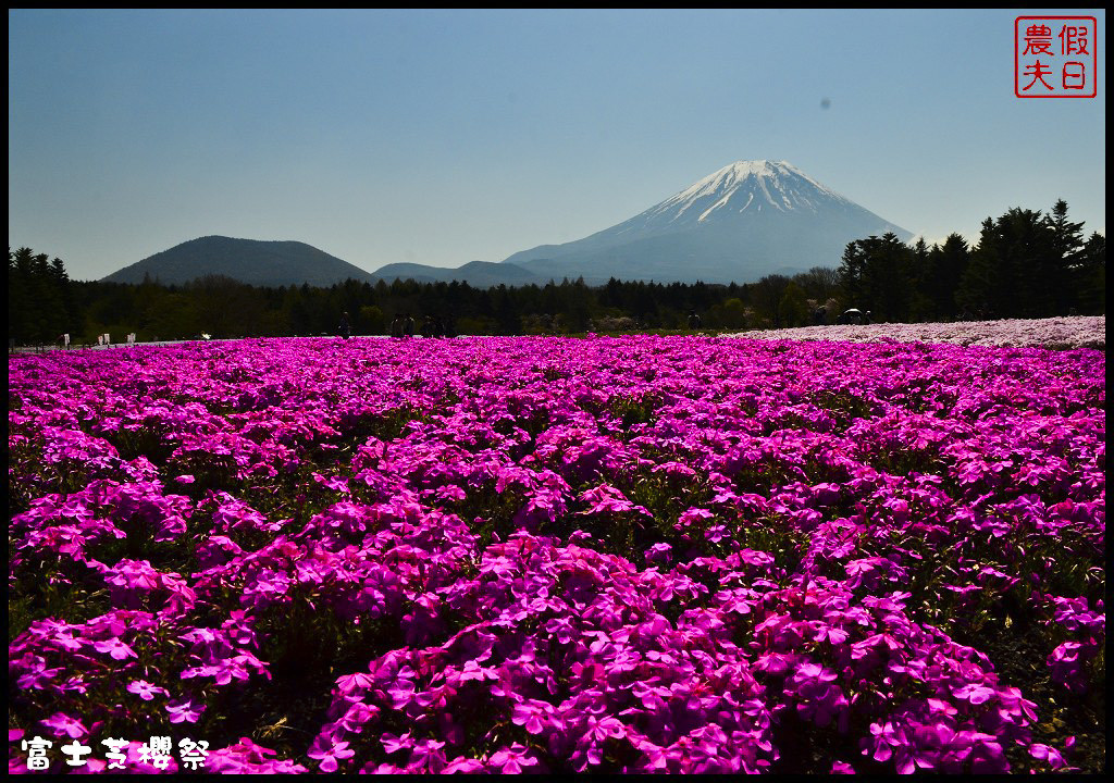 【日本旅遊】富士芝櫻祭．80萬株芝櫻好美好壯觀/行程規劃/花期花況/門票票價交通全攻略/一日遊 @假日農夫愛趴趴照