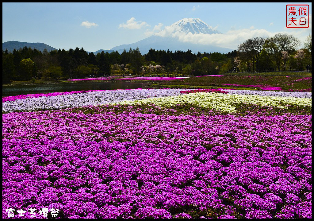 【日本旅遊】富士芝櫻祭．80萬株芝櫻好美好壯觀/行程規劃/花期花況/門票票價交通全攻略/一日遊 @假日農夫愛趴趴照