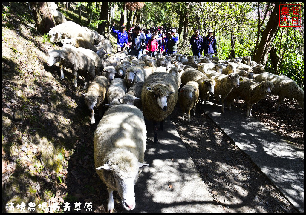 【南投旅遊】清境奔羊節．青青草原綿羊秀/清境高空觀景步道全台最高無障礙高山空中步道/一日遊/二日遊/親子遊 @假日農夫愛趴趴照