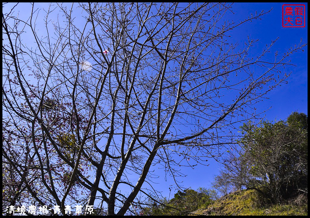 【南投旅遊】清境奔羊節．青青草原綿羊秀/清境高空觀景步道全台最高無障礙高山空中步道/一日遊/二日遊/親子遊 @假日農夫愛趴趴照