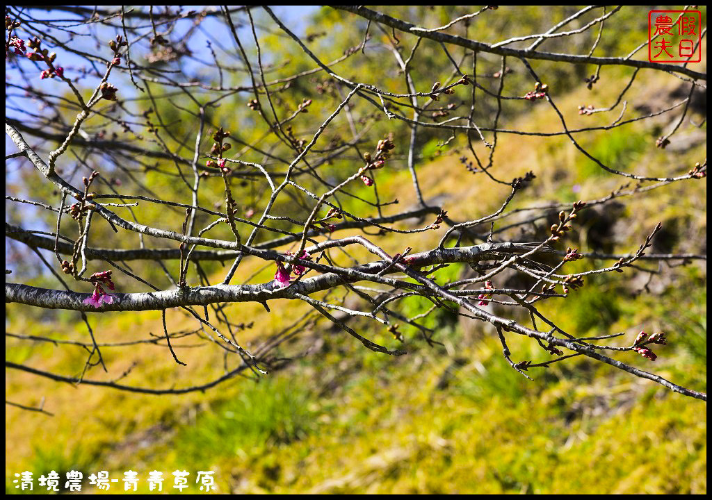 【南投旅遊】清境奔羊節．青青草原綿羊秀/清境高空觀景步道全台最高無障礙高山空中步道/一日遊/二日遊/親子遊 @假日農夫愛趴趴照