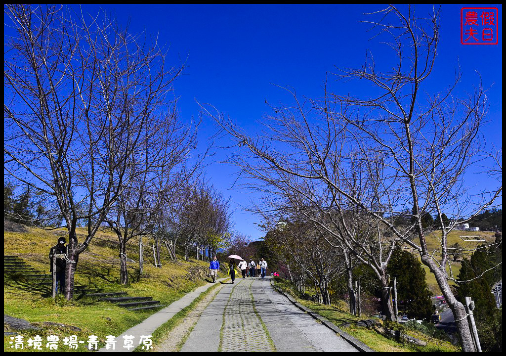 【南投旅遊】清境奔羊節．青青草原綿羊秀/清境高空觀景步道全台最高無障礙高山空中步道/一日遊/二日遊/親子遊 @假日農夫愛趴趴照