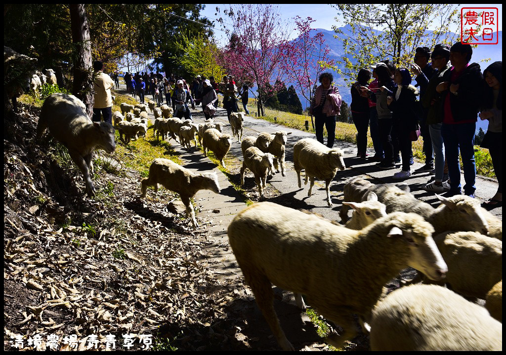 【南投旅遊】清境奔羊節．青青草原綿羊秀/清境高空觀景步道全台最高無障礙高山空中步道/一日遊/二日遊/親子遊 @假日農夫愛趴趴照