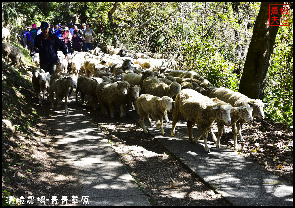 【南投旅遊】清境奔羊節．青青草原綿羊秀/清境高空觀景步道全台最高無障礙高山空中步道/一日遊/二日遊/親子遊 @假日農夫愛趴趴照