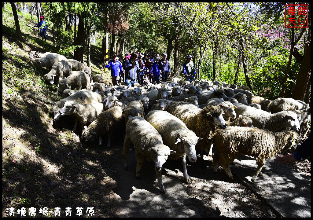 【南投旅遊】清境奔羊節．青青草原綿羊秀/清境高空觀景步道全台最高無障礙高山空中步道/一日遊/二日遊/親子遊 @假日農夫愛趴趴照