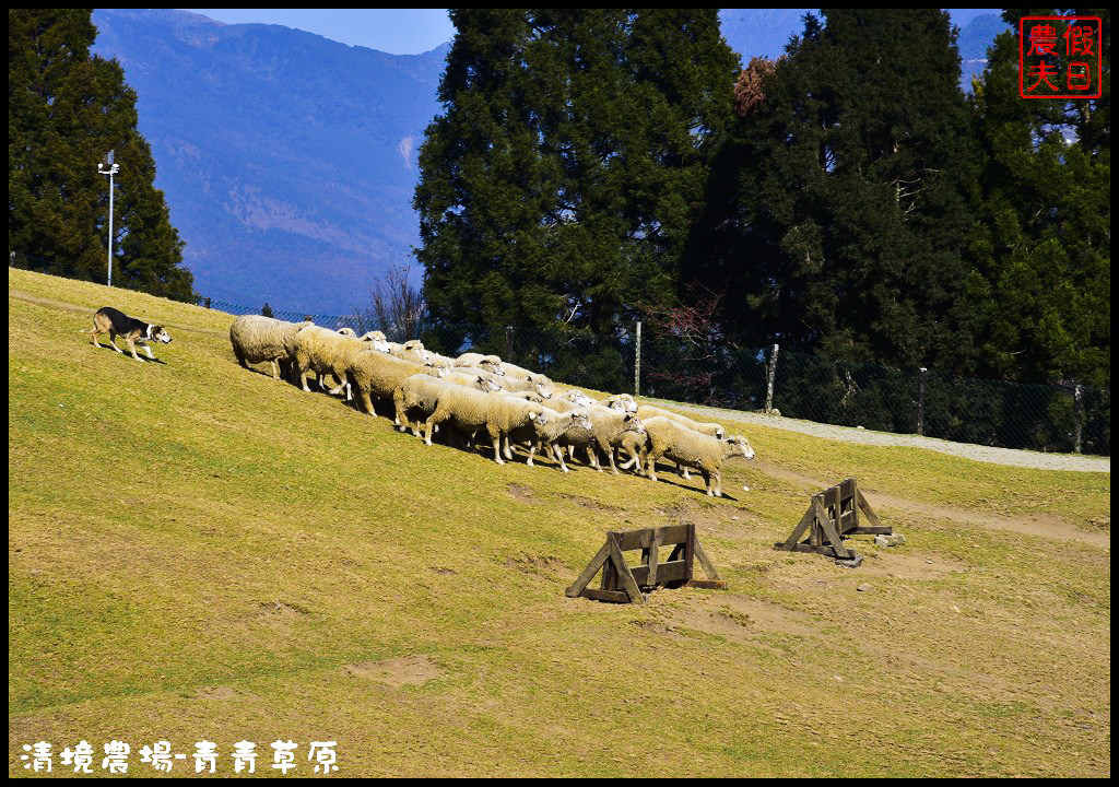 【南投旅遊】清境奔羊節．青青草原綿羊秀/清境高空觀景步道全台最高無障礙高山空中步道/一日遊/二日遊/親子遊 @假日農夫愛趴趴照