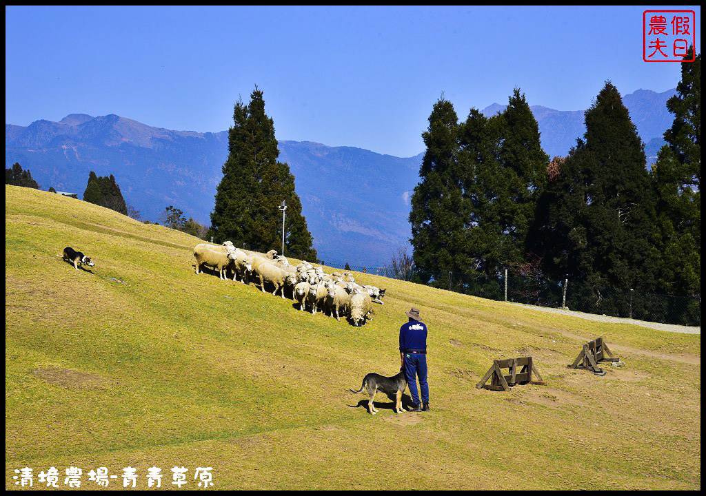 【南投旅遊】清境奔羊節．青青草原綿羊秀/清境高空觀景步道全台最高無障礙高山空中步道/一日遊/二日遊/親子遊 @假日農夫愛趴趴照