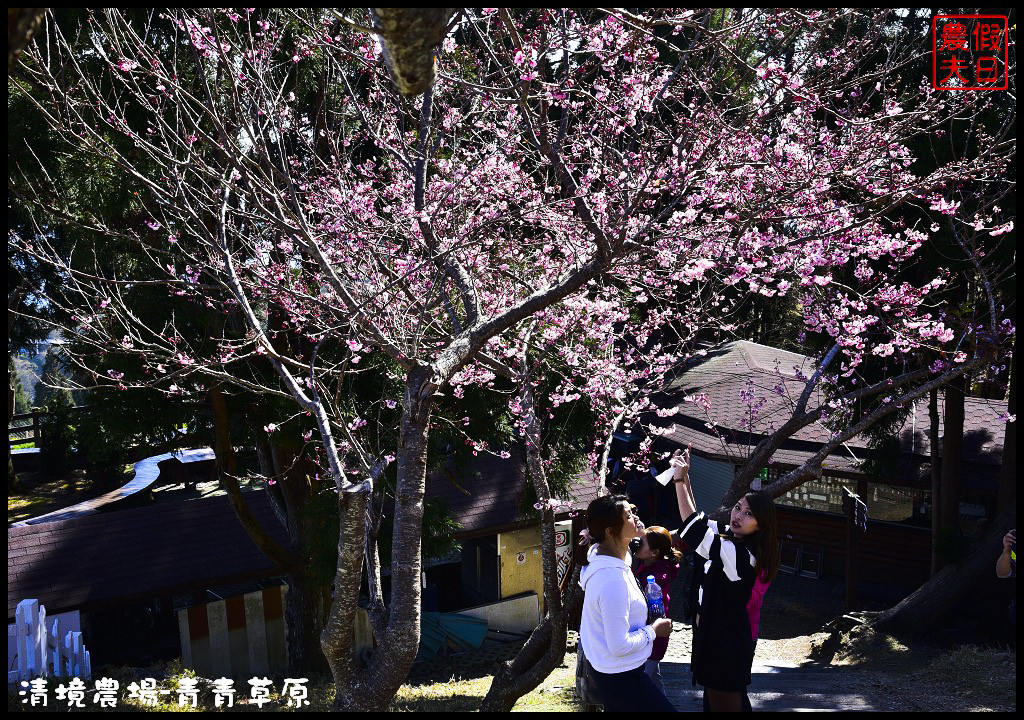 【南投旅遊】清境奔羊節．青青草原綿羊秀/清境高空觀景步道全台最高無障礙高山空中步道/一日遊/二日遊/親子遊 @假日農夫愛趴趴照