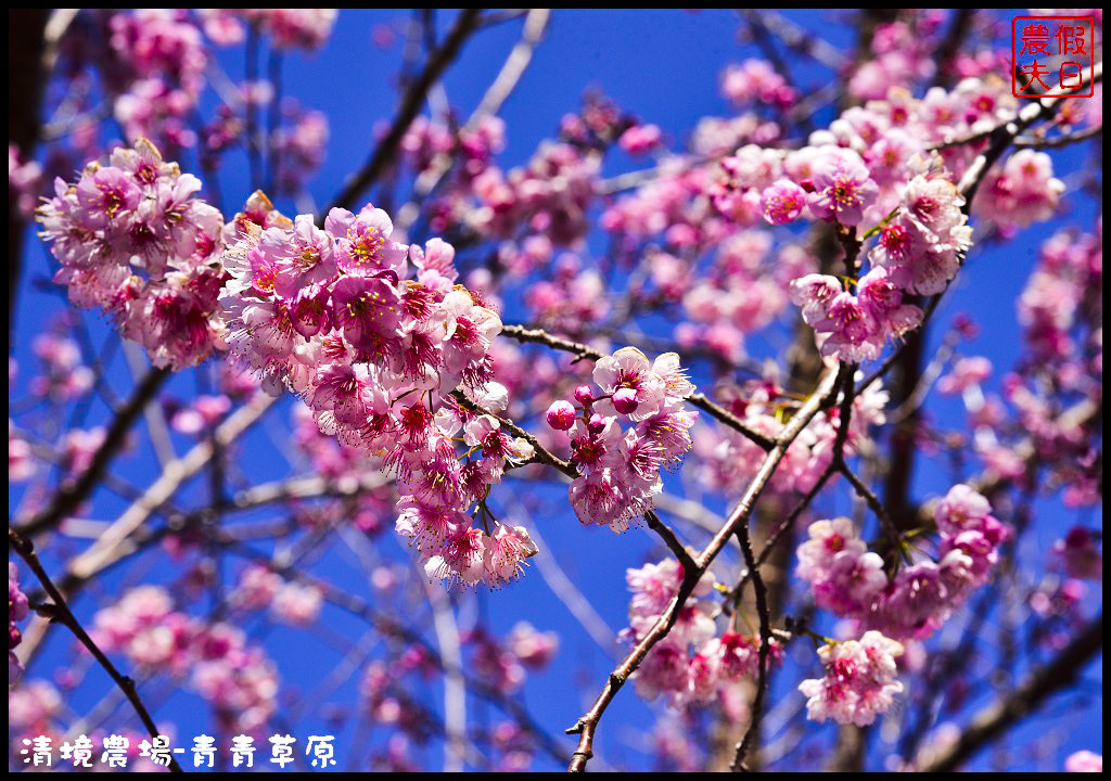 【南投旅遊】清境奔羊節．青青草原綿羊秀/清境高空觀景步道全台最高無障礙高山空中步道/一日遊/二日遊/親子遊 @假日農夫愛趴趴照