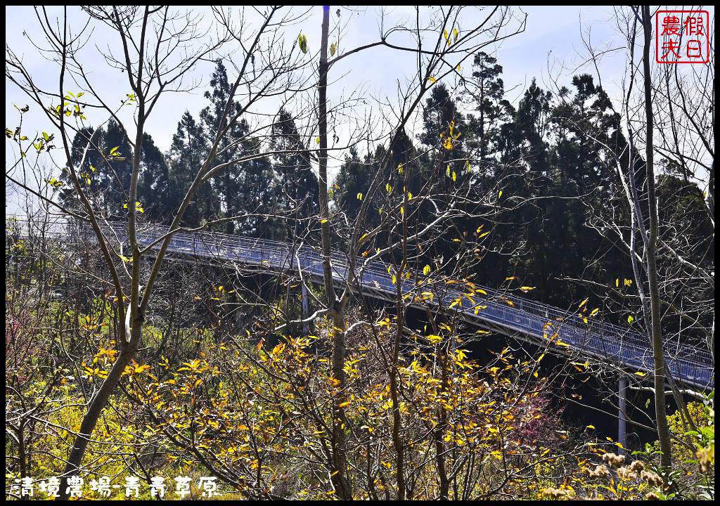 【南投旅遊】清境奔羊節．青青草原綿羊秀/清境高空觀景步道全台最高無障礙高山空中步道/一日遊/二日遊/親子遊 @假日農夫愛趴趴照