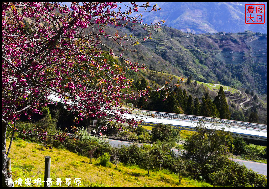 【南投旅遊】清境奔羊節．青青草原綿羊秀/清境高空觀景步道全台最高無障礙高山空中步道/一日遊/二日遊/親子遊 @假日農夫愛趴趴照