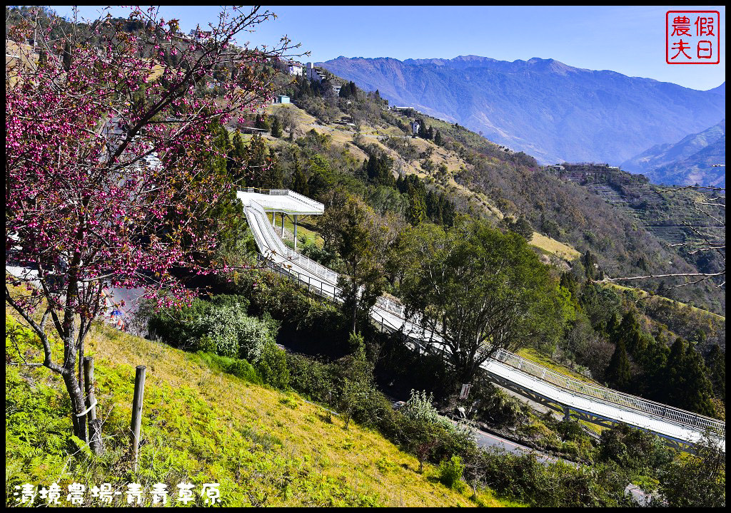 【南投旅遊】清境奔羊節．青青草原綿羊秀/清境高空觀景步道全台最高無障礙高山空中步道/一日遊/二日遊/親子遊 @假日農夫愛趴趴照