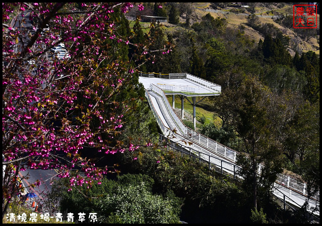 【南投旅遊】清境奔羊節．青青草原綿羊秀/清境高空觀景步道全台最高無障礙高山空中步道/一日遊/二日遊/親子遊 @假日農夫愛趴趴照