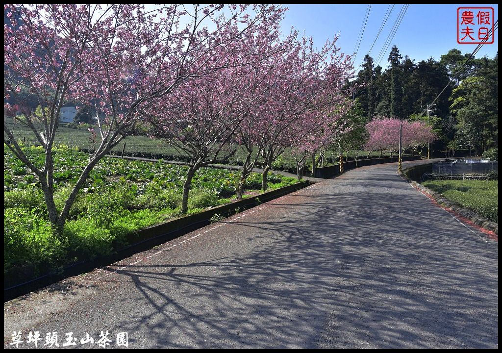 【南投景點】信義鄉草坪頭玉山茶園櫻花季-花與茶の饗宴．管制期過後更漂亮/富士櫻/霧社山櫻/一日遊 @假日農夫愛趴趴照