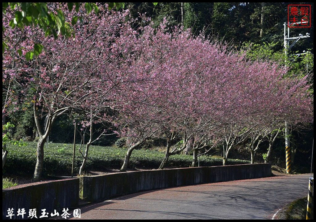 【南投景點】信義鄉草坪頭玉山茶園櫻花季-花與茶の饗宴．管制期過後更漂亮/富士櫻/霧社山櫻/一日遊 @假日農夫愛趴趴照