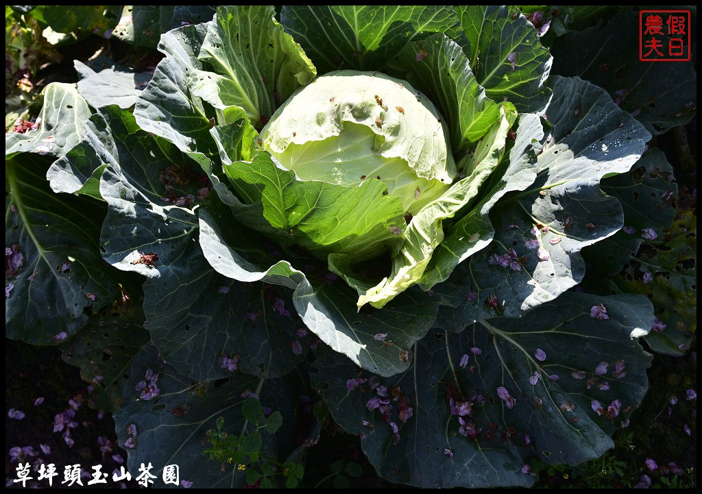 【南投景點】信義鄉草坪頭玉山茶園櫻花季-花與茶の饗宴．管制期過後更漂亮/富士櫻/霧社山櫻/一日遊 @假日農夫愛趴趴照