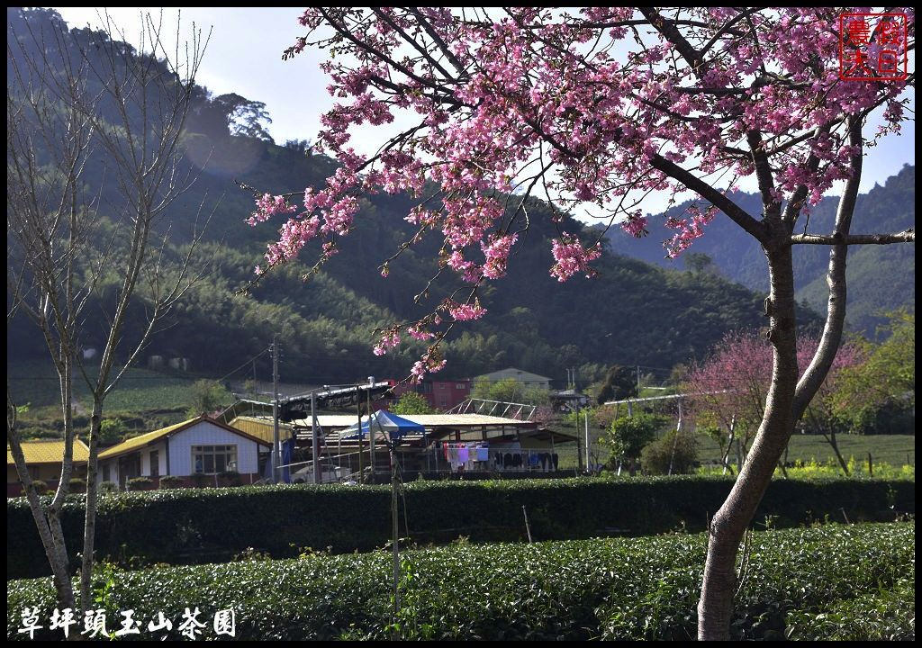 【南投景點】信義鄉草坪頭玉山茶園櫻花季-花與茶の饗宴．管制期過後更漂亮/富士櫻/霧社山櫻/一日遊 @假日農夫愛趴趴照