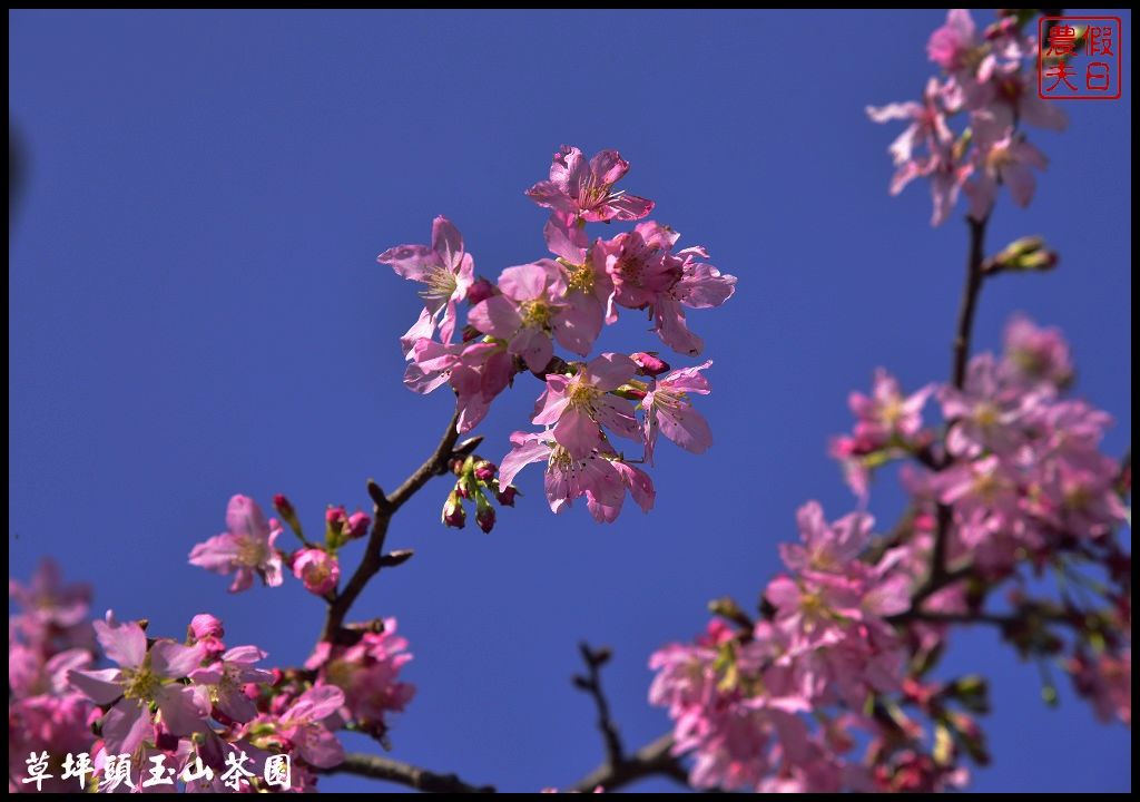 【南投景點】信義鄉草坪頭玉山茶園櫻花季-花與茶の饗宴．管制期過後更漂亮/富士櫻/霧社山櫻/一日遊 @假日農夫愛趴趴照