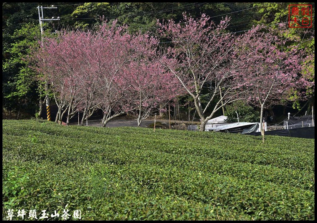 【南投景點】信義鄉草坪頭玉山茶園櫻花季-花與茶の饗宴．管制期過後更漂亮/富士櫻/霧社山櫻/一日遊 @假日農夫愛趴趴照