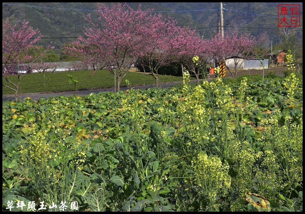 【南投景點】信義鄉草坪頭玉山茶園櫻花季-花與茶の饗宴．管制期過後更漂亮/富士櫻/霧社山櫻/一日遊 @假日農夫愛趴趴照