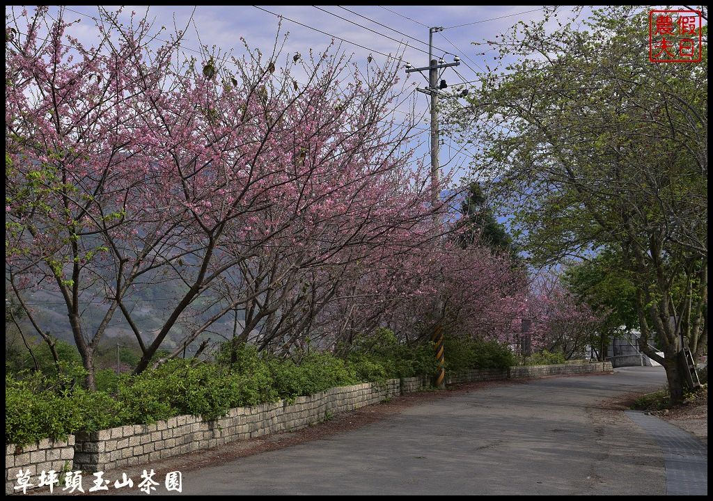 【南投景點】信義鄉草坪頭玉山茶園櫻花季-花與茶の饗宴．管制期過後更漂亮/富士櫻/霧社山櫻/一日遊 @假日農夫愛趴趴照