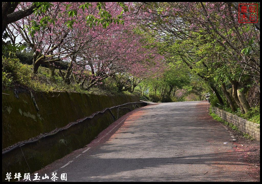 【南投景點】信義鄉草坪頭玉山茶園櫻花季-花與茶の饗宴．管制期過後更漂亮/富士櫻/霧社山櫻/一日遊 @假日農夫愛趴趴照