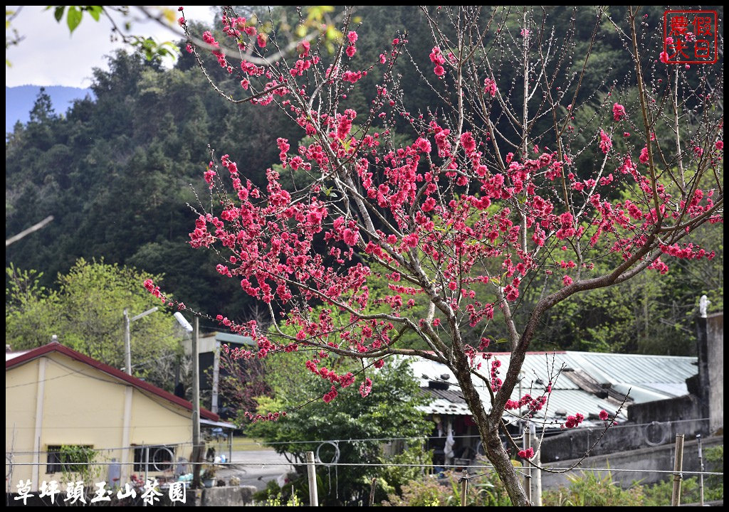 【南投景點】信義鄉草坪頭玉山茶園櫻花季-花與茶の饗宴．管制期過後更漂亮/富士櫻/霧社山櫻/一日遊 @假日農夫愛趴趴照