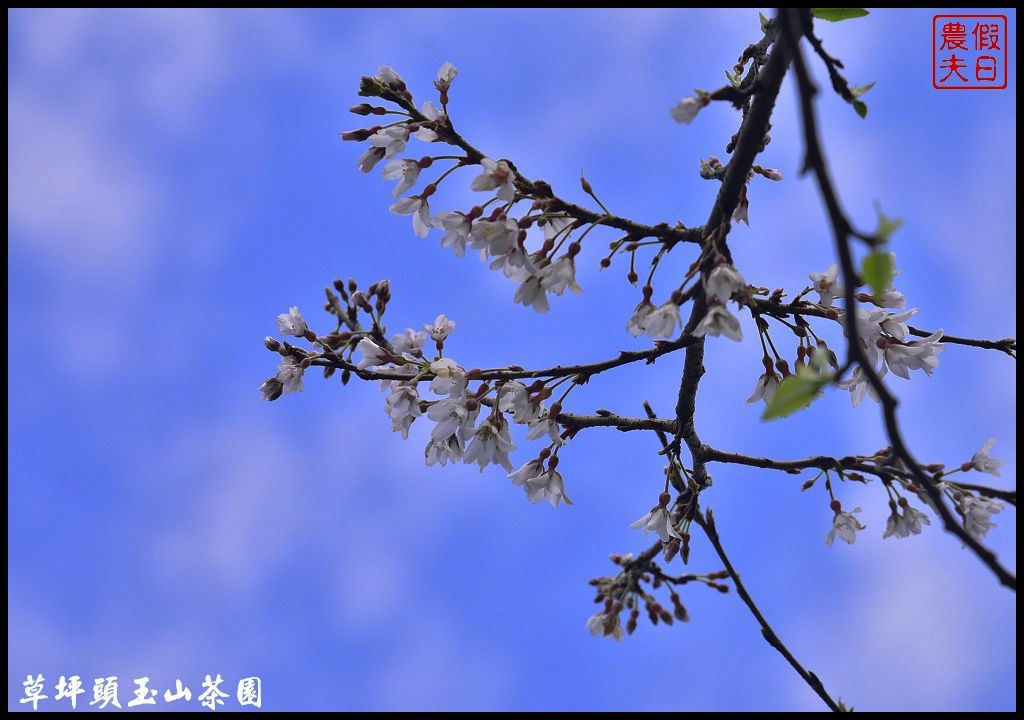 【南投景點】信義鄉草坪頭玉山茶園櫻花季-花與茶の饗宴．管制期過後更漂亮/富士櫻/霧社山櫻/一日遊 @假日農夫愛趴趴照