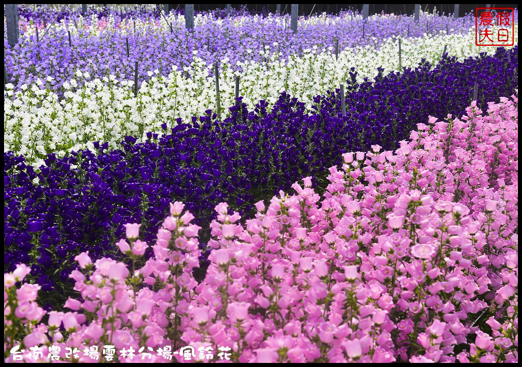 【雲林景點】超夢幻彩虹花田現身在斗南．台南區農業改良場雲林分場-風鈴花/免費參觀/一日遊/親子遊 @假日農夫愛趴趴照