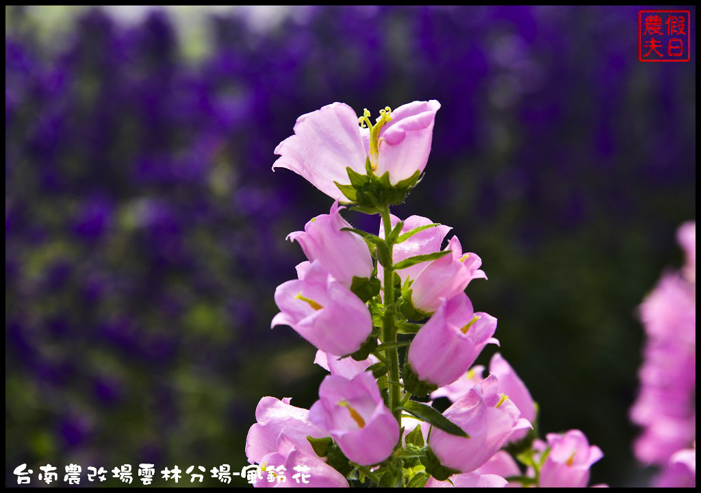 【雲林景點】超夢幻彩虹花田現身在斗南．台南區農業改良場雲林分場-風鈴花/免費參觀/一日遊/親子遊 @假日農夫愛趴趴照