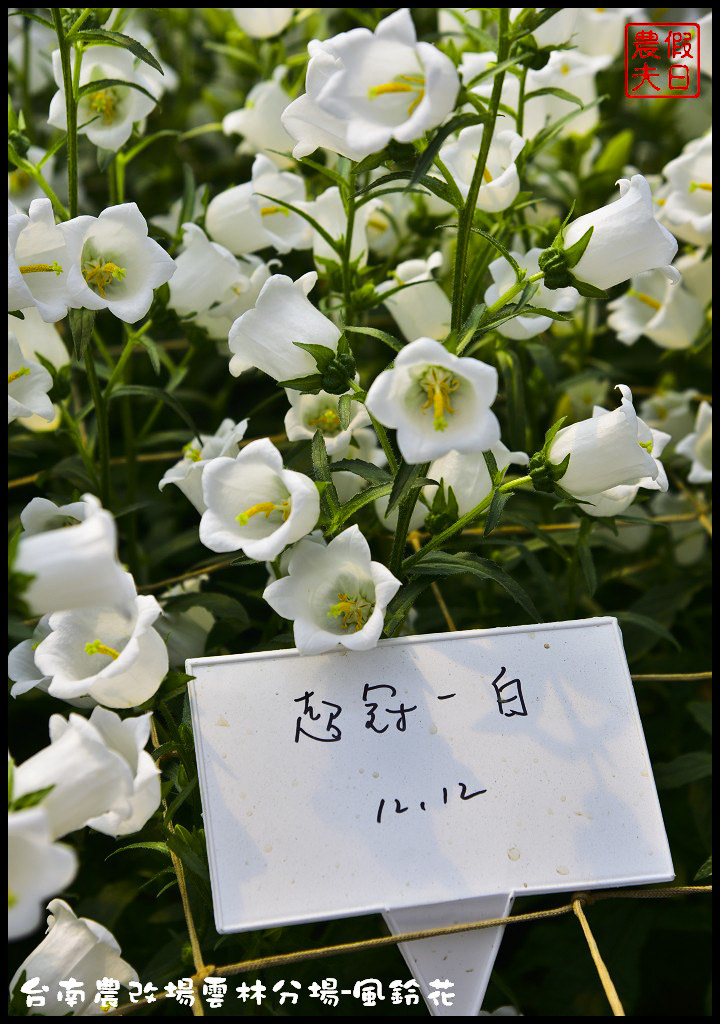 【雲林景點】超夢幻彩虹花田現身在斗南．台南區農業改良場雲林分場-風鈴花/免費參觀/一日遊/親子遊 @假日農夫愛趴趴照