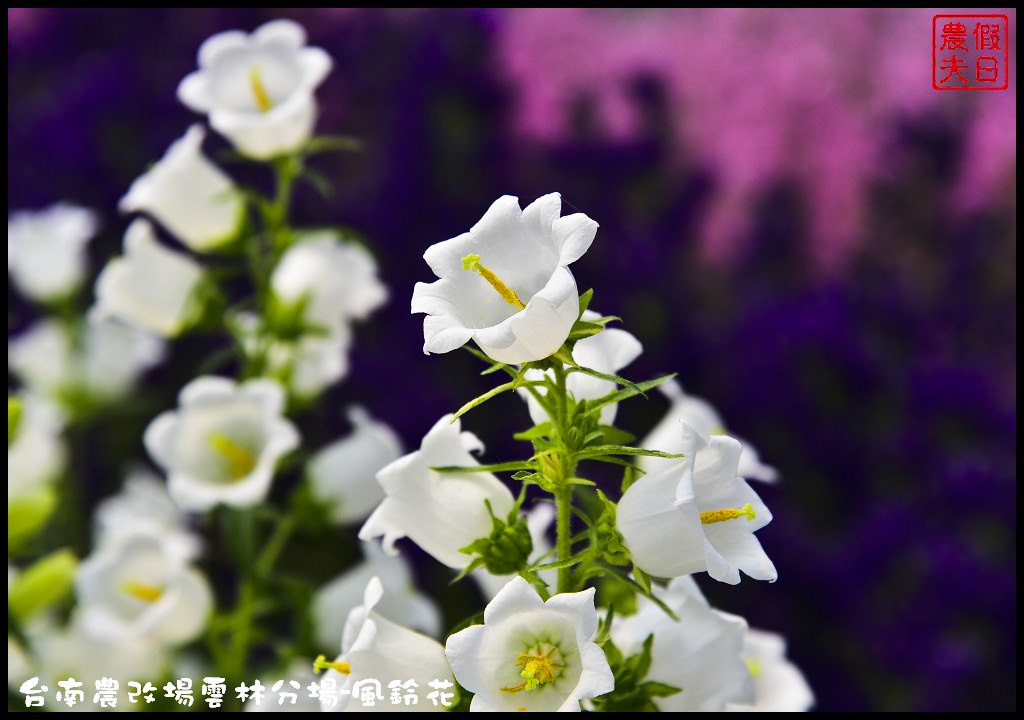 【雲林景點】超夢幻彩虹花田現身在斗南．台南區農業改良場雲林分場-風鈴花/免費參觀/一日遊/親子遊 @假日農夫愛趴趴照